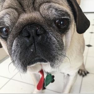 Meet your Posher, Josie